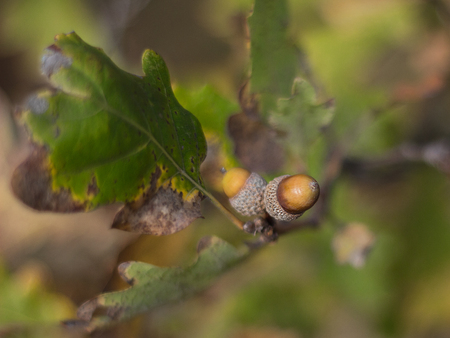 acorns with blur background.の写真素材