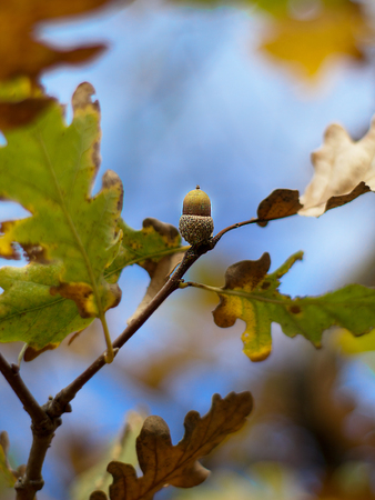 acorn with blur background.