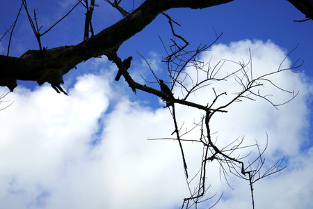 No leaves tree branches with cloud and sky in backgroundの写真素材
