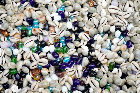 Collection of Cowrie shells from Sea