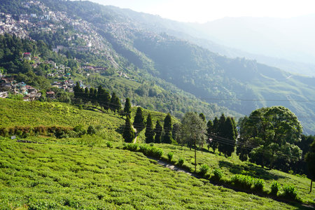 Sunlit terraced tea plantation with hillside town and forested mountain backdrop of Darjeeling