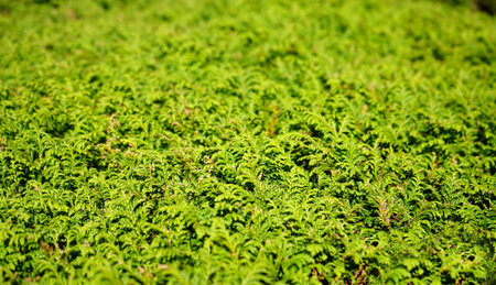 Close up of Vibrant Green Ornamental Shrub Foliage with Textured Surfaceの写真素材