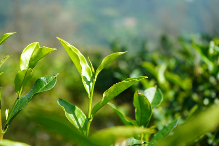 Fresh Tender Green Tea Leaves and Bud Illuminated by Sunlightの写真素材