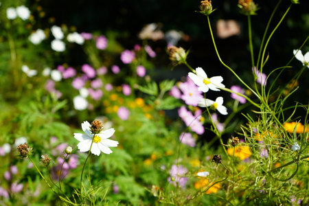 Blooming White Cosmos in a Colorful Wildflower Meadowの写真素材