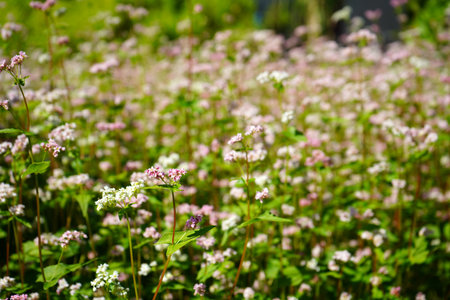 Delicate Pink and White Wildflower Field in Sunlightの写真素材