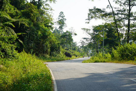 Empty Forest Road Winding Through Lush Greeneryの写真素材