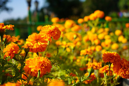 Vibrant Orange Marigold Flowers in Full Bloom with Blurred Sunny Garden Backgroundの写真素材