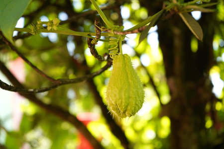 Close up of a prickly green Chayote hanging from a vine in a gardenの写真素材