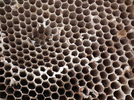 beehive