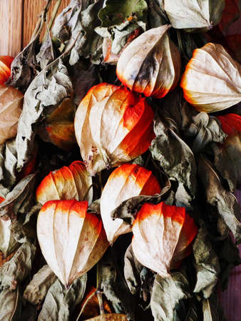 Chinese lantern plantの写真素材