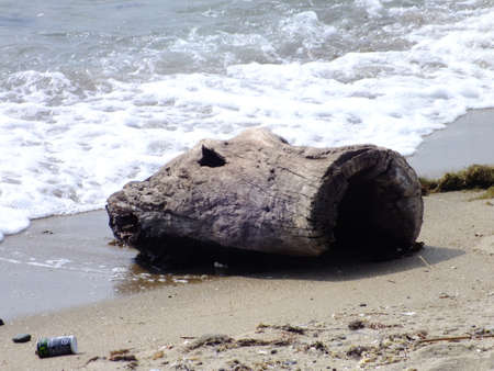 driftwoodの写真素材