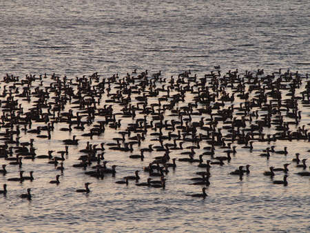 Hordes of cormorantの写真素材