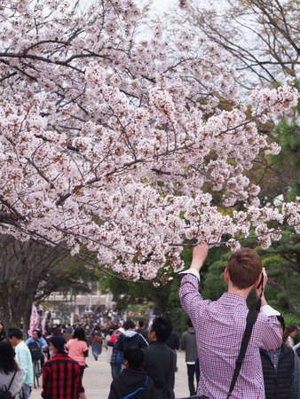 Cherry Blossom Viewing
Traditional Spring Events in Japanの写真素材