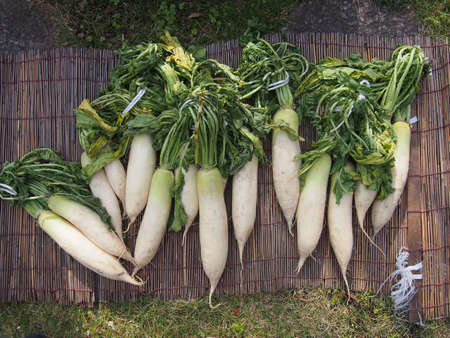 Harvested radishesの写真素材