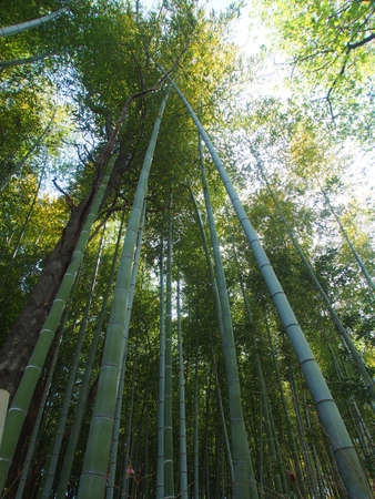 Park Bamboo Forestの写真素材