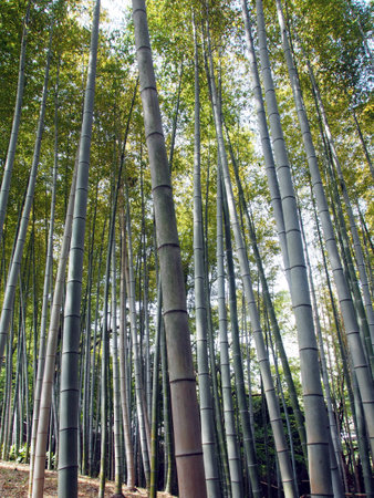 bamboo forest at Arashiyama, Kyoto, Japan.の写真素材