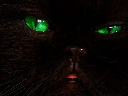 black cat on a sofaの写真素材