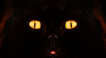 black cat on a sofaの写真素材