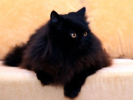 black cat on a sofaの写真素材