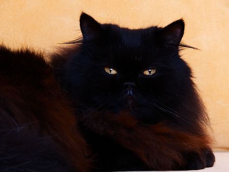 black cat on a sofaの写真素材