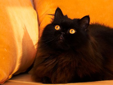 black cat on a sofaの写真素材