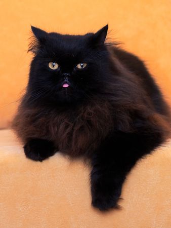 black cat on a sofaの写真素材