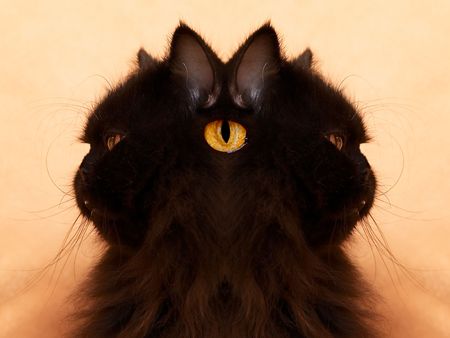 black cat on a sofaの写真素材