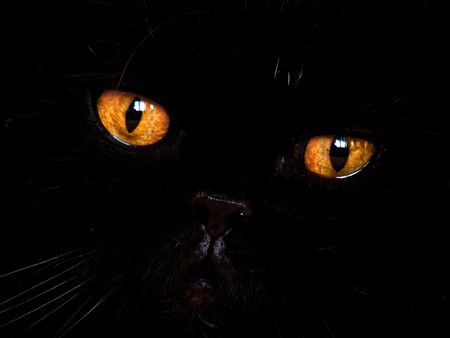 black cat on a sofaの写真素材