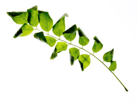 leaves on a white background
の写真素材