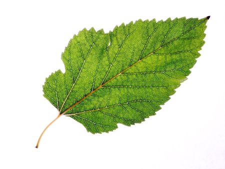 leaves on a white background
の写真素材