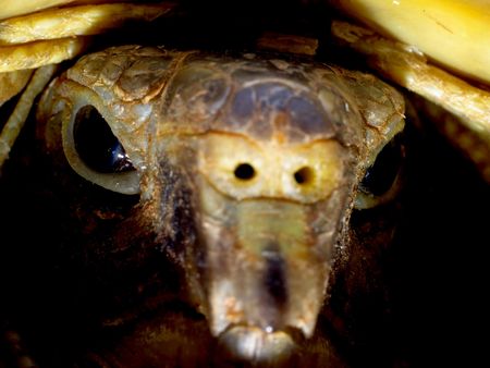 Turtle on a blue background
の写真素材