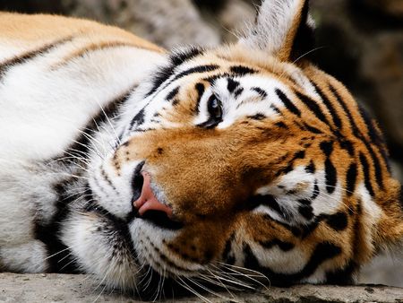 Big Tiger on a black backgroundの写真素材