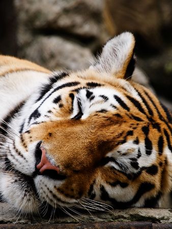 Big Tiger sleepの写真素材