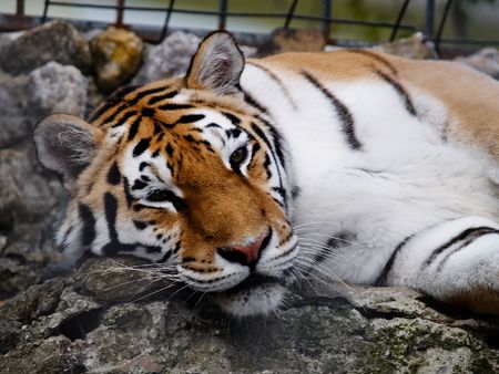 Big Tigerの写真素材