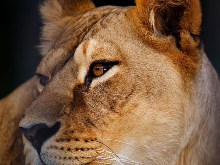 lionの写真素材