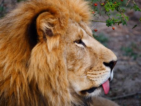 lionの写真素材