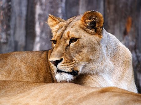 lionの写真素材