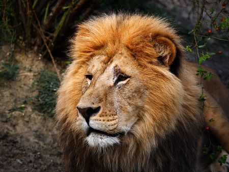 lionの写真素材
