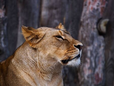 lionの写真素材