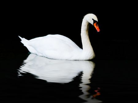 White swan on a black backgroundの写真素材