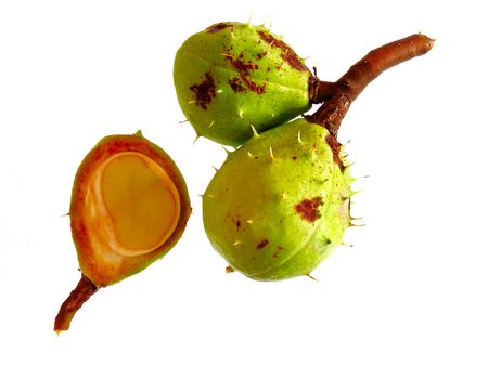 Chestnut on a white blackground
の写真素材