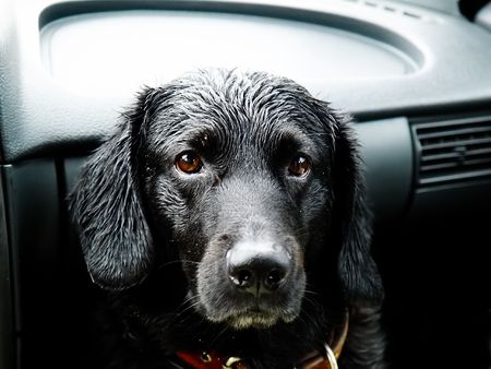 wet dog in a carの写真素材