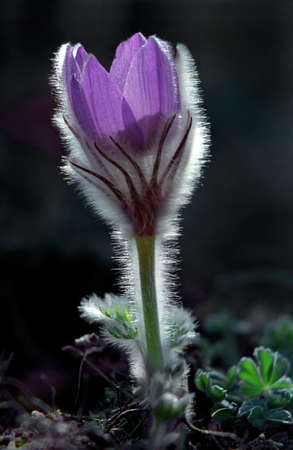 Fluffy flower on a black backgroundの写真素材
