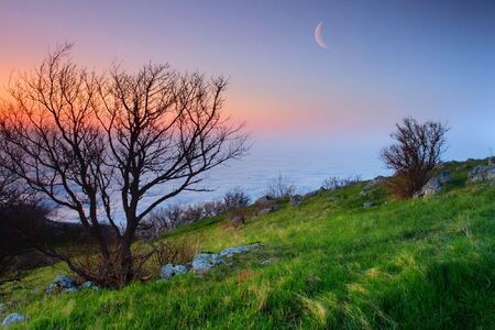 simple nature on a moon backgroundの写真素材