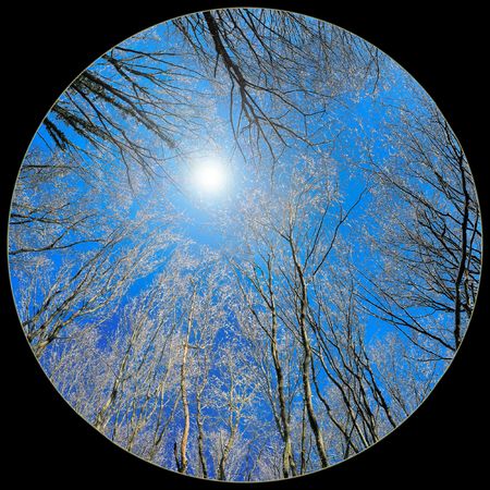 circle panoramic photo branches on a black groundの写真素材