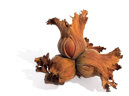 nuts on a white backgroundの写真素材