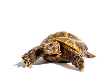 Turtle on a white background
の写真素材