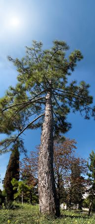 PANORAMA OF THE LONELY PINE IN CITY PARKの写真素材