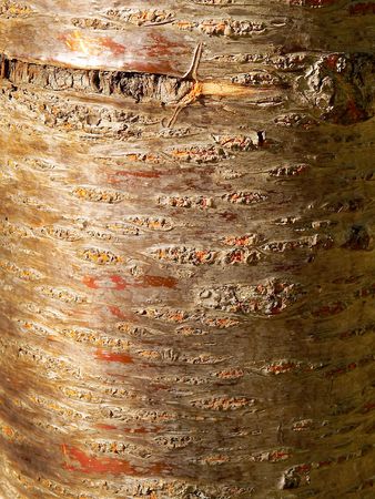 Natural texture of a bark of a treeの写真素材