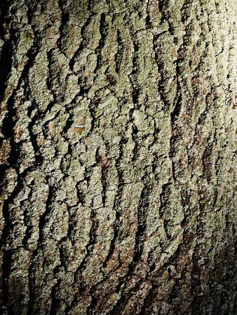 Natural texture of a bark of a treeの写真素材